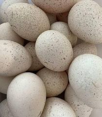 Fertile turkey eggs You can buy fertile turkey hatching eggs from specialty hatcheries and online farms - Image 6
