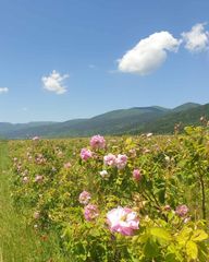 Rose oil Bulgarian Origin Bulgarian Roses Intended Use Aroma Therapy Type Oganic and Conventional Packaging glass or aluminum bottle - Image 3