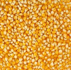 Yellow  Yellow Corn Yellow Product Name Corn Type Corn (Maize) Use Chicken feed, Livestock Flavor Natural taste - Image 1