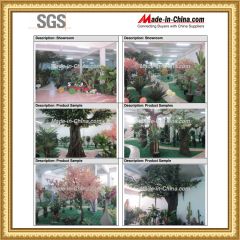 SGS of showroom certificate certificate from Guangdong Songtao Co., Ltd.