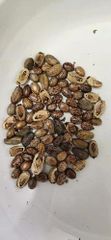 castor seeds - Image 2