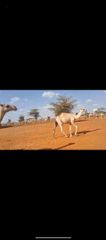 Goats,sheep and camel – product photo 1, product detail gallery