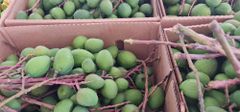 fruits and vegetables Grade FIRST GRADE Packaging BOX 10KG Product Type Dried Fruits Export Focus Exports To Other Countries - Image 5
