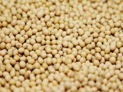 Wholesale Fresh Sweet Corn Yellow Corn on Cob Farm Fresh Export Quality - Image 2