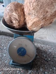 Coconut semi husked – product photo 2, product detail gallery