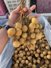 Fresh Longan - Image 3