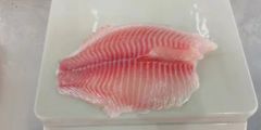 Frozen Tilapia Fillet Fish Sea Food Origin China HS Code 030323 Processing IQF Style Pieces and Stems Model NO. Frozen - Image 2