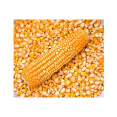 Premium grade yellow maize for export to international markets - Image 3