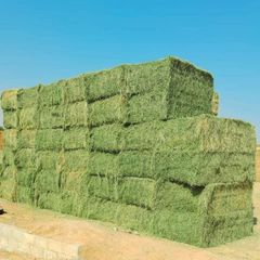 High-Quality Dried Alfalfa Hay for Horse Feed and Animal Protein - Image 2