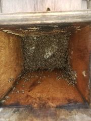 Premium Royal Sidr Osaimi Honey – product photo 1, product detail gallery