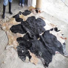 Premium Export Quality Wet Salted Donkey Hides Dry Salted Donkey Skins Wholesale Supplier Leather Goods Manufacturing - Image 4