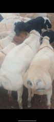 Goats,sheep and camel – product photo 5, product detail gallery