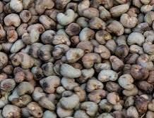 Export Grade Raw Cashew Nuts (RCN) Origin Nigeria Grade Export Grade Immature Nuts Max 5% Mold Infestation Nil Defective Nuts Max 8% - Image 2