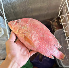 RED SNAPPER - HIGH QUALITY Type FROZEN Packaging BOX Color Vibrant Red Skin Flavor Delicately Sweet Texture Firm White Flesh - Image 2