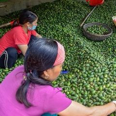 Vietnamese Fresh and Dried Betel Nuts Ready to Ship – product photo 2, product detail gallery