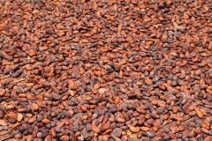 BULK COCOA BEANS - PREMIUM – product photo 1, product detail gallery