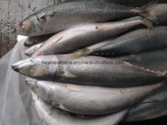 Frozen Chub Mackerel /Pacific Mackerel Resource Wild G.W. 10kgs/CTN N.W. 9.5kgs/CTN HS Code 03035400 Trademark healsea Model NO. - Image 5