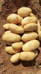 Potatoes🥔🥔 Grade 1 Form Egypt Flavor Earthy Texture Smooth Chemical Free Yes Shelf Life Maximum Quality Control Strict Farming Practice Sustainable - Image 2