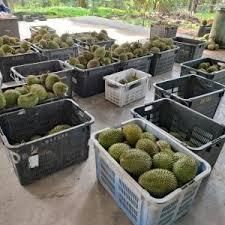 Durian – product photo 4, product detail gallery