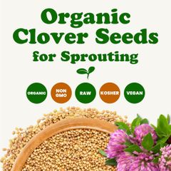 Organic Clover Seeds for Sprouting – product photo 3, product detail gallery