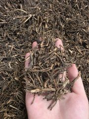 Cloves Stems - Image 1