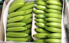 Fresh Cavendish Banana whassap +237671503419 – product photo 4, product detail gallery