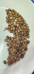 castor seeds - Image 1