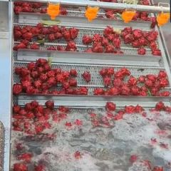 304 Stainless Steel Bubble Vegetable Fruit Washer Automatic Cleaning Machine for Food Processing Industry - Image 3