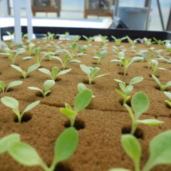 Nft Planting System Hydroponic Lettuce Seedlings for Lettuce Hydroponic Growing Cubes - Image 4