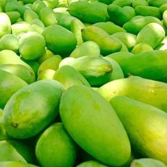 Bulk Chaunsa Fresh Fruit Mango from Pakistan - High Quality and Delicious - Image 6