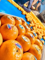 Mandarin kinnow Origin Pakistani Fruit Type Kinnow And - Image 2