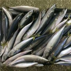 Fresh Frozen Japanese Jack Mackerel Nw 9kgs Gw 10kgs Style Whole Origin China Model NO. H-M Processing Bqf Package - Image 5