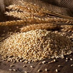 Organic First Grade Wheat Seeds in 50 Kg Bag Natural Wholegrain - Image 3