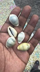 Cowries - Image 3