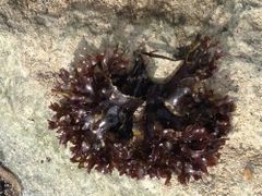 Irish Moss Chondrus Crispus from Perú-WPS - Image 4