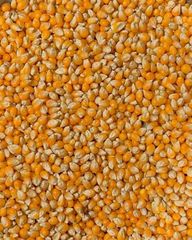 Yellow Corn Yellow Maize  Sale - Image 1