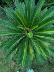 Sago palm lush green plants available  🇵🇰 almost 10000plants available – product photo 3, product detail gallery