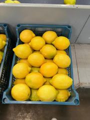 FRESH EUREKA LEMON FOR SALE!! CLASS 1 EXPORT QUALITY EUREKA LEMONS AVAILABLE FOR EXPORT – product photo 3, product detail gallery