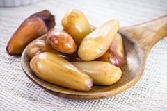 Brazilian Pine Nuts (Pinhão) - Origin from Southern Brazil - Image 4