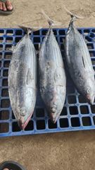 SKIPJACK TUNA Grade A Sea Frozen Place of Origin - Image 5