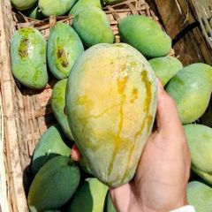 Mango Indramayu (Mangifera indica) – product photo 2, product detail gallery