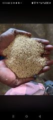 Sesame seed - Image 1