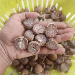 Split Betel Nut 90/95% Good Quality Good CutHalf Split Fresh Crop – product photo 1, product detail gallery