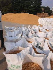 Yellow Maize Packaging 50kg Place of Origin - Image 2