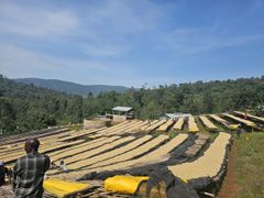 Unroasted green Arabica coffee beans Washed or natural – product photo 3, product detail gallery