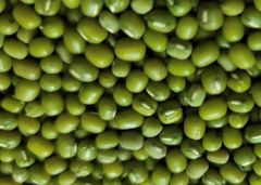 Green Mung Bean Size 3.5 Style Fresh Weight (kg) 25 Type Green Beans Brand Name Custom Address Bangladesh Shelf Life 2 - Image 6