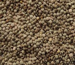 Green Lentils - Image 1