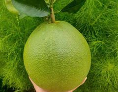 BEN TRE VIETNAMESE GRAPEFRUIT Color vỏ ngoài màu xanh tự nhiên Place of Origin bến tre việt nam Feature trái cây tươi , sử dụng ngay dùng làm nước ép  bưởi , ăn trực tiếp - Image 3