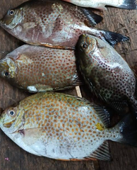 FROZEN RABBIT FISH - HIGH QUALITY - Image 1