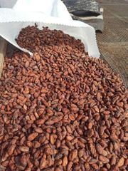 Premium Cocoa Beans – Grade 1, Fermented & Sun-Dried | Bulk Wholesale Supply - Image 2